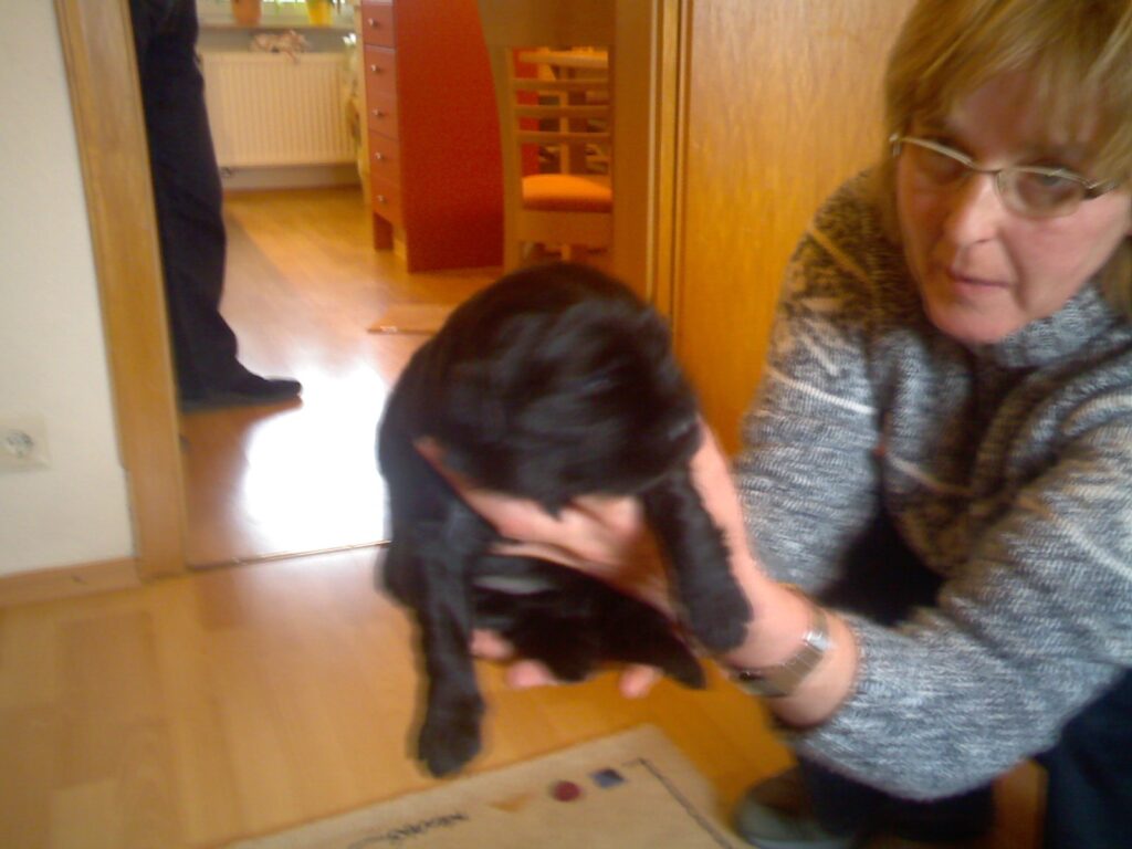 Hermann vom Dolberger Holz