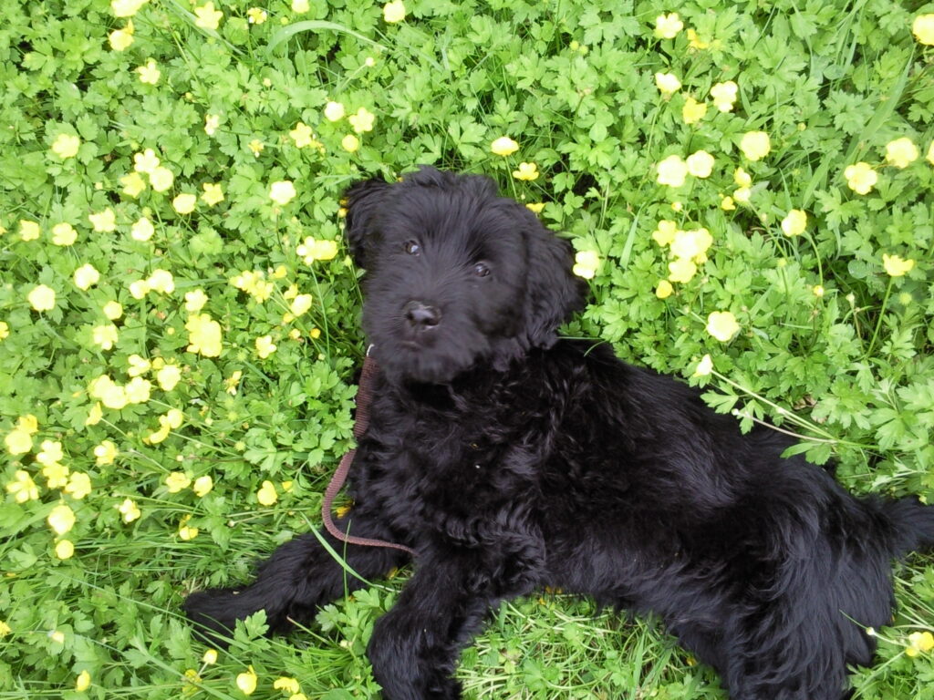 Hermann vom Dolberger Holz