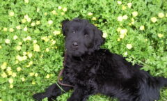 Hermann vom Dolberger Holz